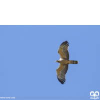 گونه سارگپه تاجدار Crested Honey Buzzard